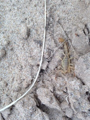 Paravaejovis confusus