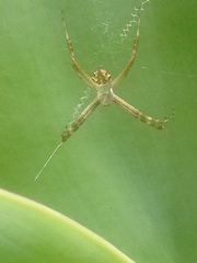 Argiope argentata