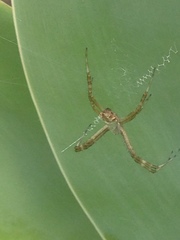 Argiope argentata