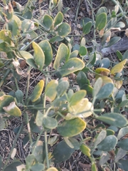 Zygophyllum