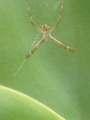 Argiope argentata
