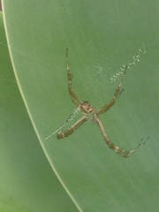 Argiope argentata