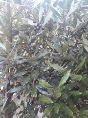 Laurus