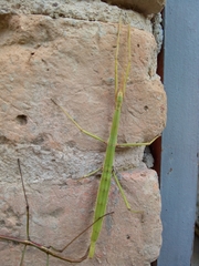 Pseudosermyle tridens