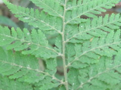 Parapolystichum microsorum pentangulare