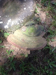 Fungi