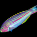 Klunzinger's Wrasse - Photo (c) Rafi Amar, some rights reserved (CC BY-NC), uploaded by Rafi Amar