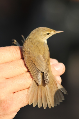 Acrocephalus dumetorum