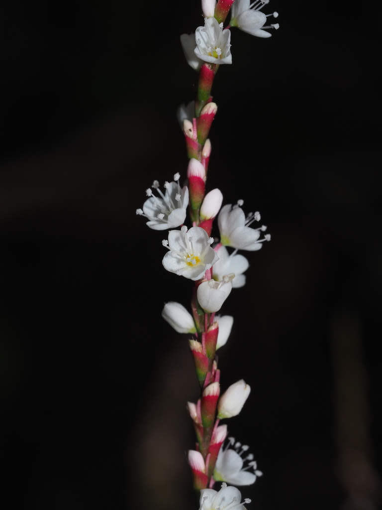 Persicaria japonica (Persicaria japonica)
