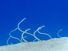 Red Sea Garden Eel photo 1