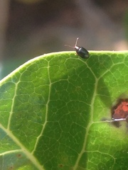 Coleoptera