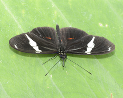 Heliconius clysonymus