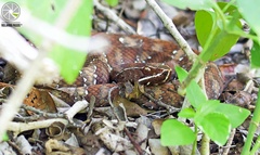 Agkistrodon russeolus