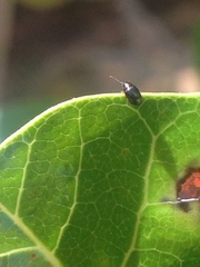 Coleoptera