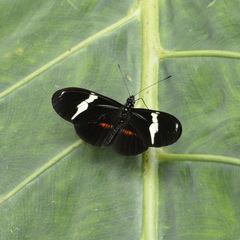 Heliconius clysonymus