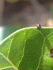 Coleoptera