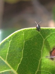 Coleoptera