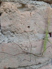 Pseudosermyle tridens