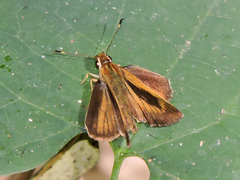 Synapte pecta