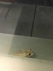 Osteopilus septentrionalis