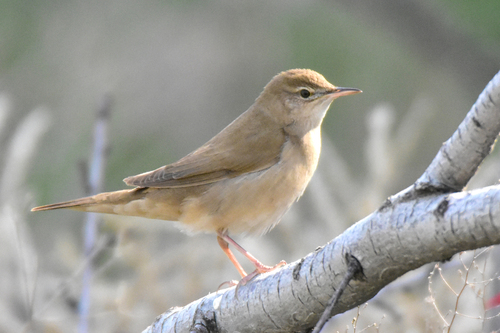 Western Savi's Warbler