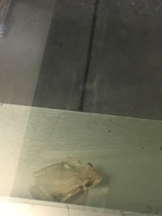 Osteopilus septentrionalis