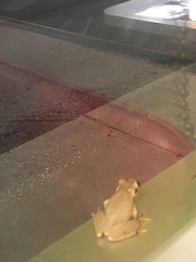 Osteopilus septentrionalis