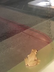 Osteopilus septentrionalis