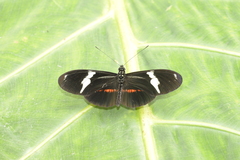 Heliconius clysonymus
