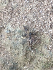 Myrmicinae