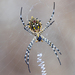 Common Garden Orbweb Spider - Photo (c) Mark Sikking, some rights reserved (CC BY-NC-ND), uploaded by Mark Sikking