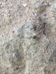 Myrmicinae