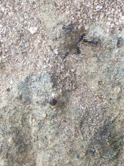 Myrmicinae