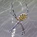 Argiope australis - Photo (c) Mark Sikking, μερικά δικαιώματα διατηρούνται (CC BY-NC-ND), uploaded by Mark Sikking