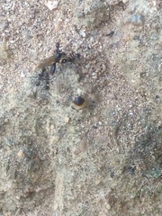 Myrmicinae