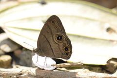 Hermeuptychia harmonia