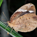 Daring Owl-Butterfly - Photo (c) Cheryl Harleston López Espino, some rights reserved (CC BY-NC-ND), uploaded by Cheryl Harleston López Espino