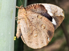 Dynastor darius stygianus