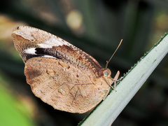 Dynastor darius stygianus