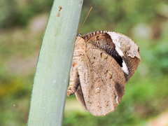 Dynastor darius stygianus