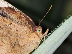 Dynastor darius stygianus