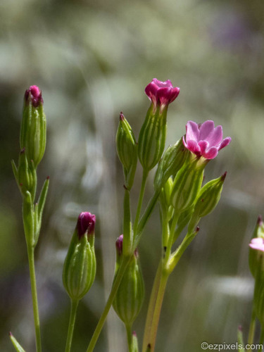 Silene antirrhina iNat (3)