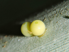 Dynastor darius stygianus