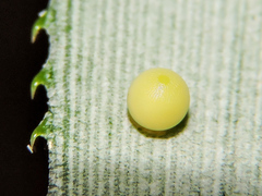 Dynastor darius stygianus