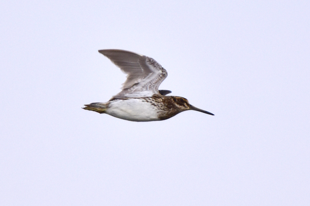 Jack Snipe