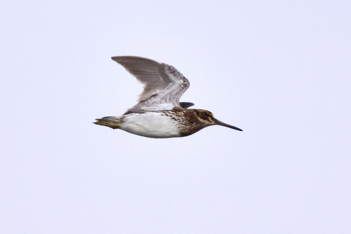 Jack Snipe
