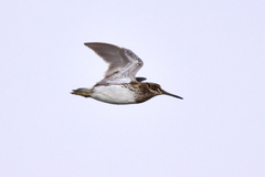 Jack Snipe photo 6
