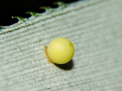 Dynastor darius stygianus