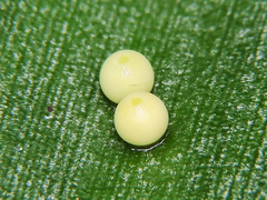 Dynastor darius stygianus