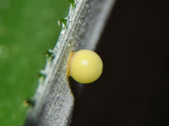 Dynastor darius stygianus